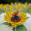 Color Pop Cards Sunflower and Bee