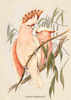 AUSTRALIAN ANIMALS GREETING CARDS DESIGNED BY JOHN GOULD