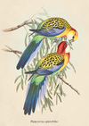 AUSTRALIAN ANIMALS GREETING CARDS DESIGNED BY JOHN GOULD