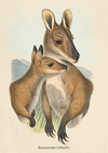 AUSTRALIAN ANIMALS GREETING CARDS DESIGNED BY JOHN GOULD