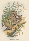 AUSTRALIAN ANIMALS GREETING CARDS DESIGNED BY JOHN GOULD