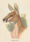 AUSTRALIAN ANIMALS GREETING CARDS DESIGNED BY JOHN GOULD